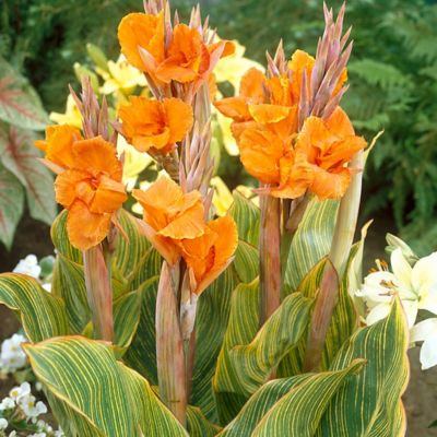 Image showing  Orange Pretoria Cannas Plants, 5 pc. Bulbs