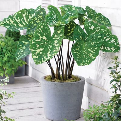 Van Zyverden Green Hilo Beauty Elephant Ears, 1 Bulb