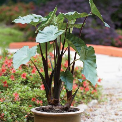 Van Zyverden Black Stem Elephant Ears, 1 Bulb