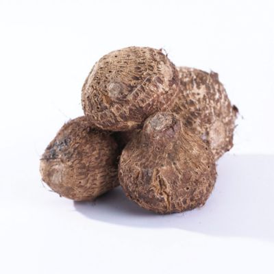 Image showing  Black Coral Elephant Ears, 1 Bulb