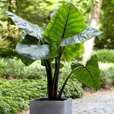 Van Zyverden Black Stem Upright Elephant Ears, 1 Bulb