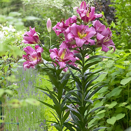 Van Zyverden Mammoth Tall Purple Ladies Lily Plant, 7 Bulbs