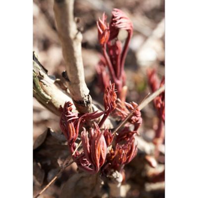 Image showing  Bowl of Beauty Peony Plant, 3 Roots