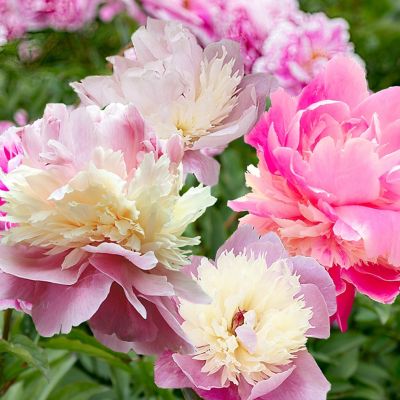 Van Zyverden Sorbet Peony Plant, 3 Roots