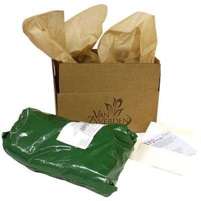 Image showing  Sorbet Peony Plant, 3 Roots