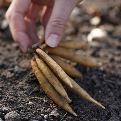 Image showing  Premium Mixed Colors Astilbe Plant Mix, 5 Roots