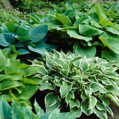 Van Zyverden Multicolor Hostas Premium Blend Plants Bush, 6 pc. Roots