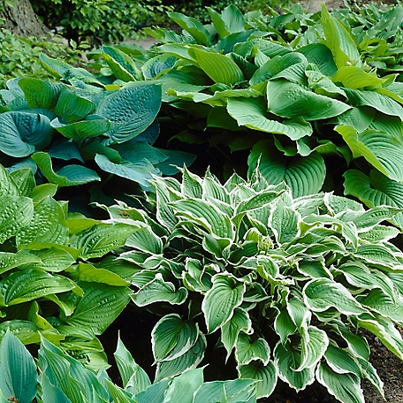 Van Zyverden Hostas Premium Blend Plants, 6 Roots
