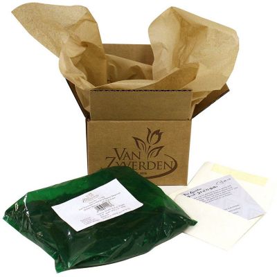 Image showing  Multicolor Hostas Premium Blend Plants Bush, 6 pc. Roots