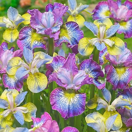 Van Zyverden How Audacious Iris Siberica Plant, 5 Roots