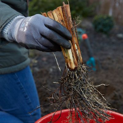 Image showing  How Audacious Iris Siberica Plant, 5 Roots