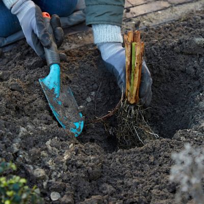 Image showing  How Audacious Iris Siberica Plant, 5 Roots