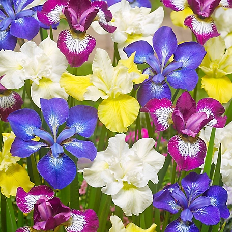 Van Zyverden Iris Siberica Specialty Plant Mix, 5 Roots