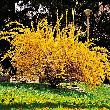Van Zyverden Lynwood Gold Forsythia Plant