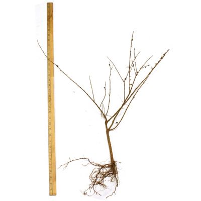 Image showing  Pink Honeysuckle Plant