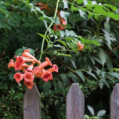 Van Zyverden Orange Trumpet Vine Plant