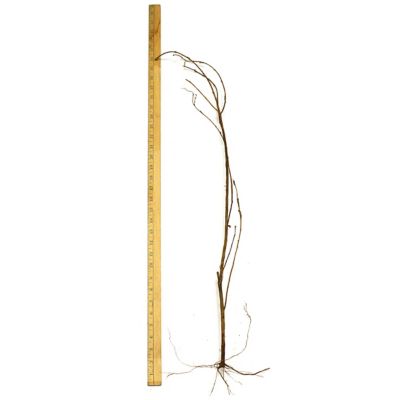 Image showing  Bare Root Pink Stock Crape Myrtle Tree