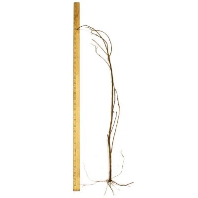 Image showing  Bare Root Red Stock Crape Myrtle Tree