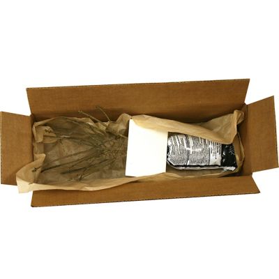 Image showing  Red Burning Bush