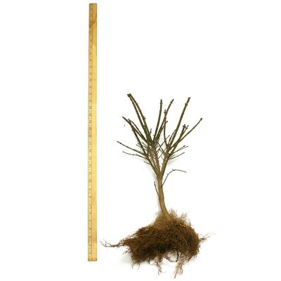 Image showing  Red Burning Bush