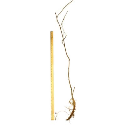 Image showing  Purple Wisteria Plant, 1 Root Stock