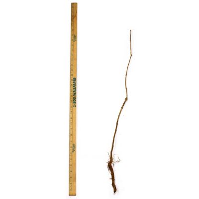 Image showing  Flava Trumpet Vine Plant