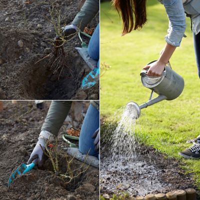 Image showing  Flava Trumpet Vine Plant
