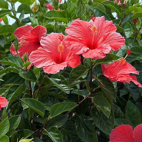 Van Zyverden S. Lucy Red Hibiscus Plant