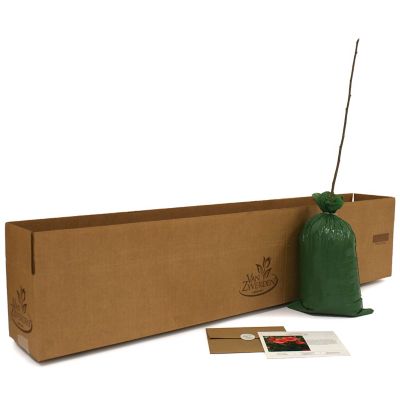 Image showing  S. Lucy Red Hibiscus Plant