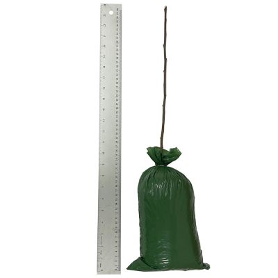 Image showing  S. Lucy Red Hibiscus Plant