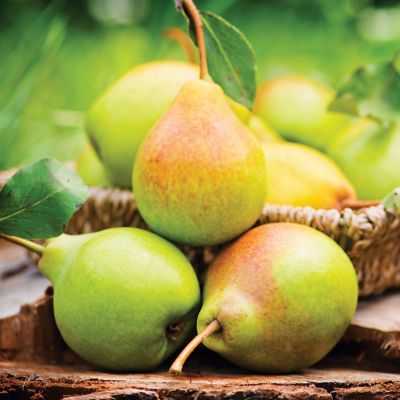 Van Zyverden Kieffer Pear Tree, 1 Root Stock