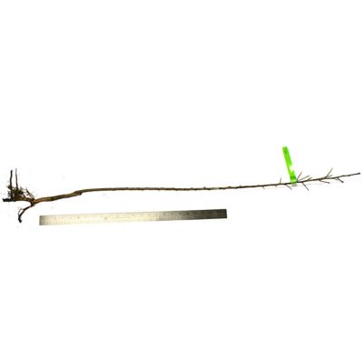 Image showing  Methley Plum Tree, 1 Root Stock