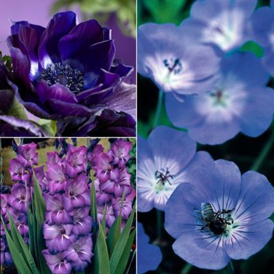 Van Zyverden Color Your Garden Blue Plant Collection, Set of 38 Bulbs