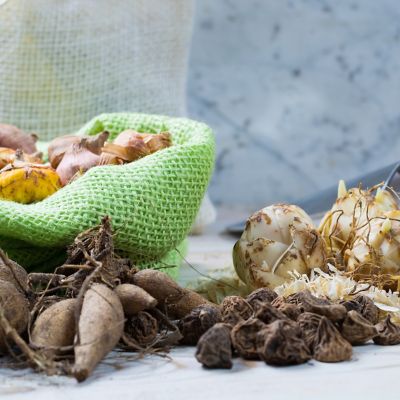 Image showing  Color Your Garden Blue Plant Collection, Set of 38 Bulbs