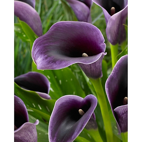 Van Zyverden Purple Akela Callas, Set of 5 Bulbs