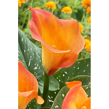 Van Zyverden Orange Passion Fruit Callas, Set of 5 Bulbs