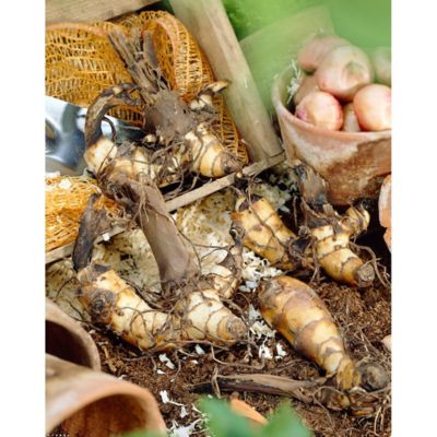 Image showing  Pink Dwarf Futurity Cannas Plants, 6 pc.