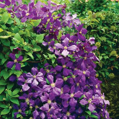 Image showing  Jackmanii Clematis Plant