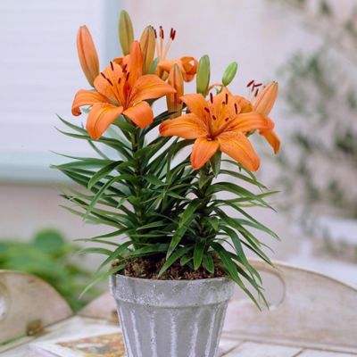 Van Zyverden Orange Pixie Lily Container Plant Set, 7 Bulbs