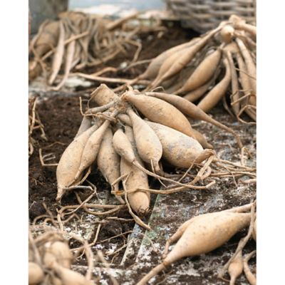 Image showing  Red Creme de Cassis Dahlias, Set of 5 Bulbs