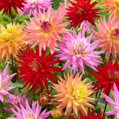 Van Zyverden Multicolor Karma Corona Dahlias Mixture, Set of 7 Bulbs