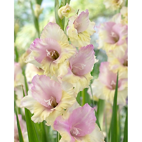 Van Zyverden Pink/Yellow Mon Amour Large Flowering Gladiolus, Set of 12 Bulbs