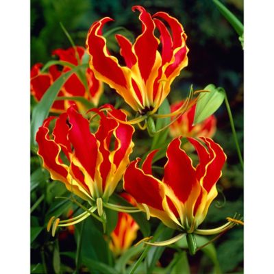 Van Zyverden Red/Yellow Gloriosa Rothschildiana, Set of 3 Roots