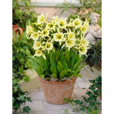 Van Zyverden Green/White Sulphur Queen Ismene, Set of 5 Bulbs