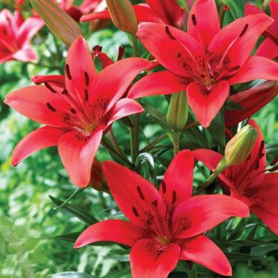 Van Zyverden Asiatic Red Sensation Lily Plant, 7 Bulbs