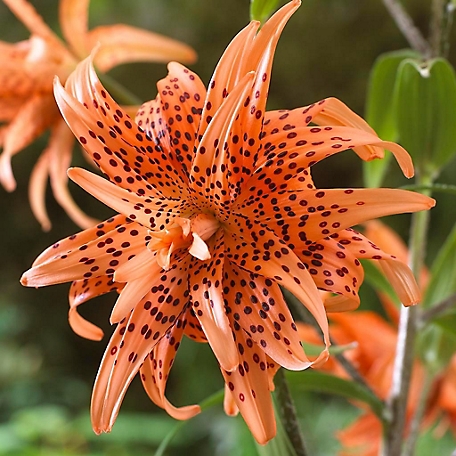 Van Zyverden Double Tiger Lily Plant, 7 Bulbs