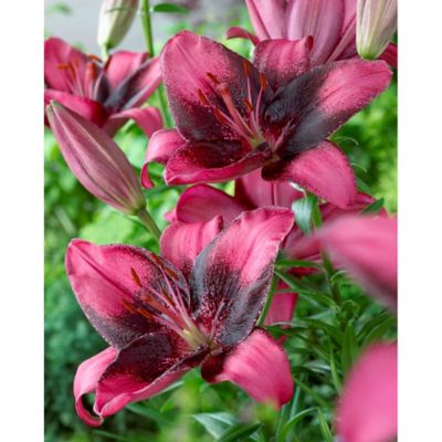 Van Zyverden Purple Eye Lily Plant, 7 Bulbs