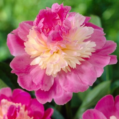 Van Zyverden Gay Paree Peony Plant, 3 Roots