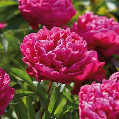 Van Zyverden Karl Rosenfield Peony Plant, 3 Roots, 832971