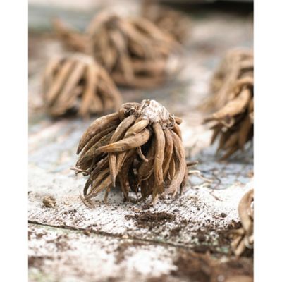 Image showing  Pink Double Butter Cups Ranunculus Plants, 25 pc. Bulbs